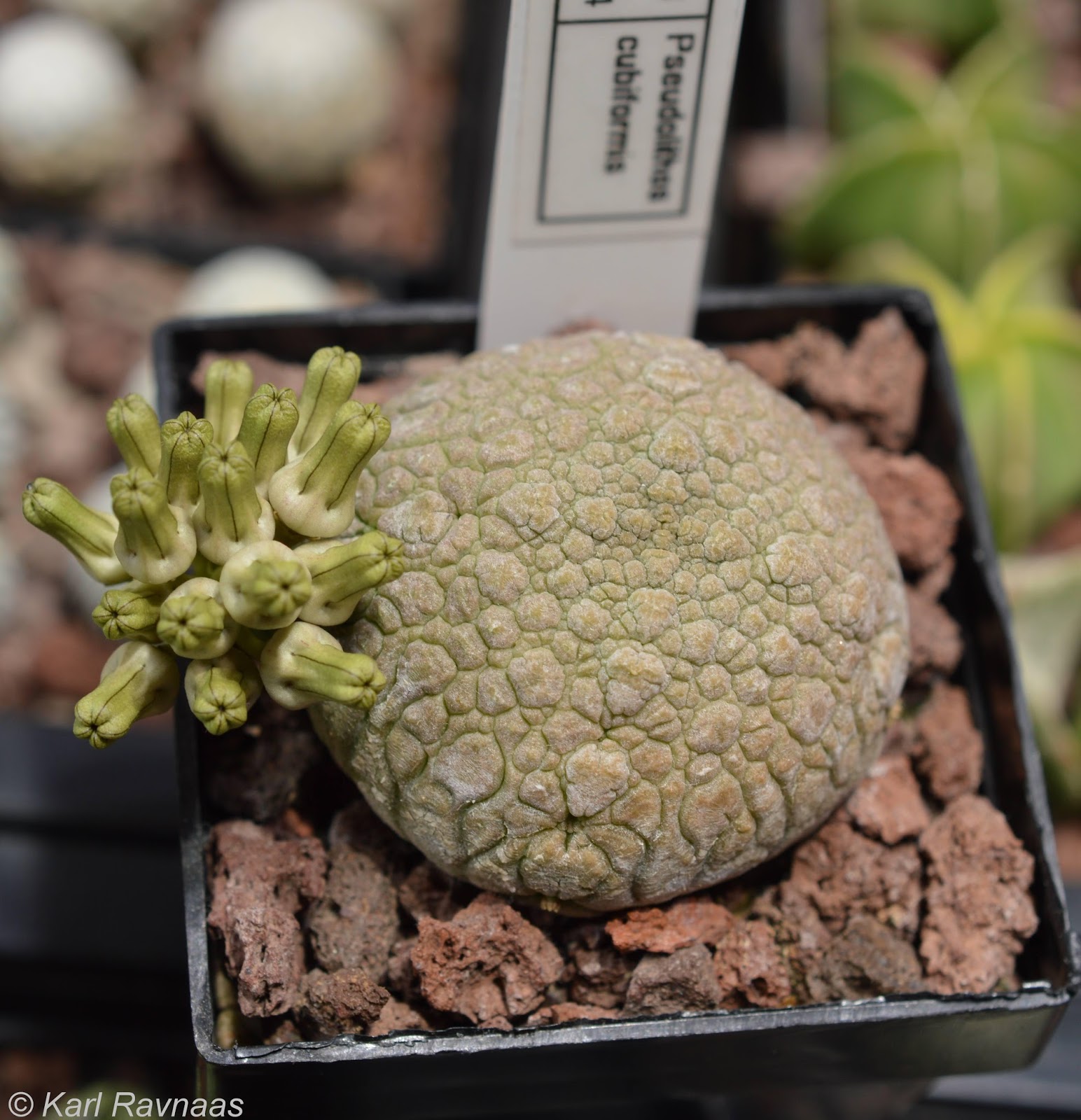 凝蹄玉（Pseudolithos）