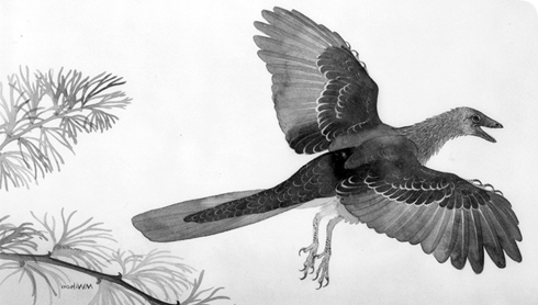 This image is of a artist impression of Archaeopteryx flying