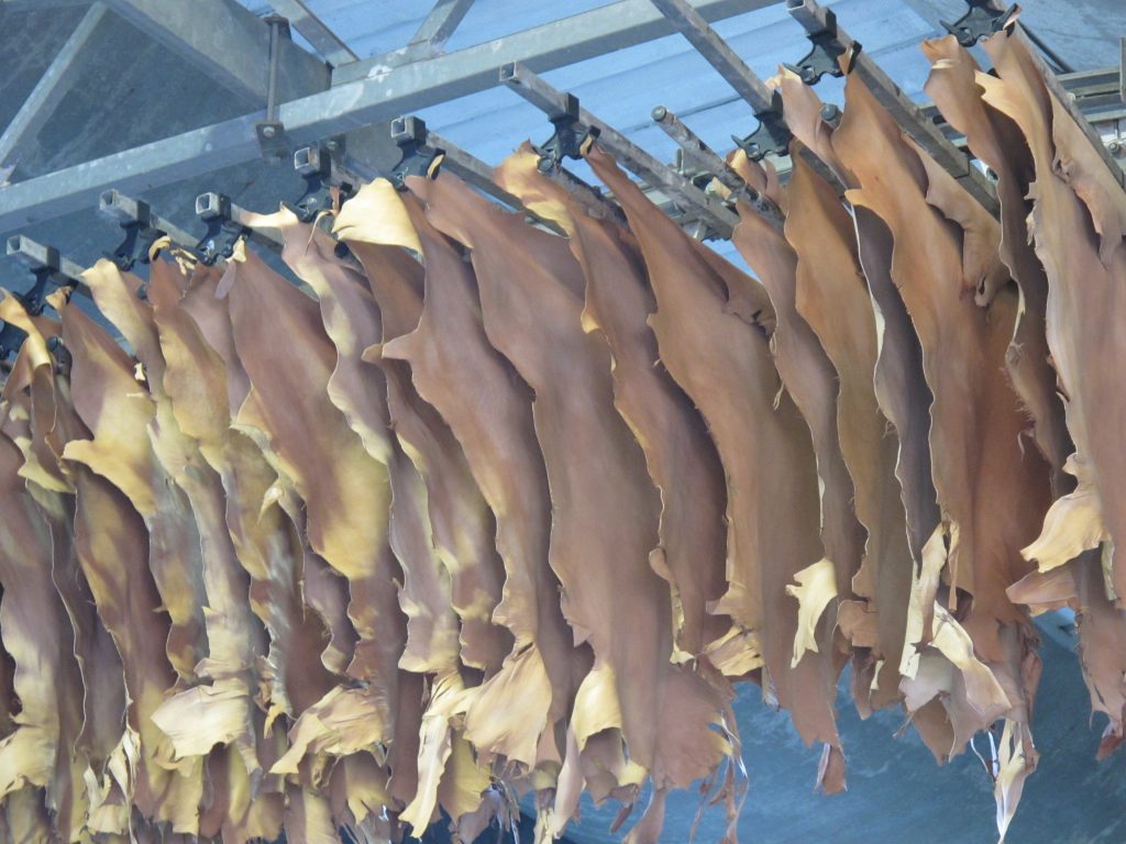 Guidi drying skins via bagnidilucca